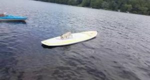 Croix-the-crazy-cat-sup-video-the-stand-up-paddle-boarding-cat