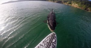 GoPro-Awards-Orca-vs.-Paddle-Board