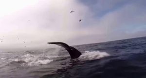 Morro-Bay-Whale-Shot-Underwater-from-an-SUP-The-Paddleboard-Company