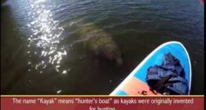Naples-Florida-Paddle-Boarding-Kayak-Rentals