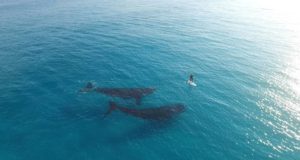 Paddle-Boarding-with-Whales-Esperance-Australia