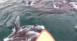 Scary-video-of-Manta-Ray-swarm-crashing-into-Stand-Up-Paddle-Boarder