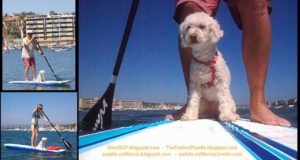 Stand-Up-Paddle-Boarding-Dog-SUP-Dog-Newport-Beach-Stand-Up-Paddle-Board-The-Fastest-Poodle