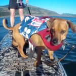 2-pup-SUP-Dude-Doodle-rescue-dogs-standup-paddle-boarding-dogs