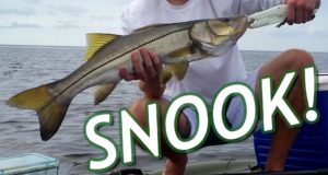 Catching-a-Snook
