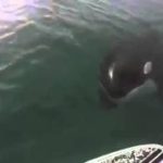 Dont-click-Watch-terrifying-moment-killer-whale-swims-under-surfers-paddle-board-then-.....
