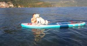 First-paddle-boarding-lesson-with-Haru-the-Jindo