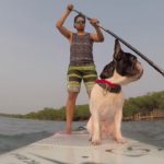 French-Bulldog-Sony-Paddleboarding-SUP