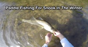 Fun-Snook-Fishing-In-Tiny-Creek-During-The-Winter-via-Paddle-Board