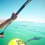 GoPro-Hero-4-Black-POV-Stand-Up-Paddling-with-Dolphins-South-African-Adventures