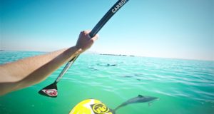 GoPro-Hero-4-Black-POV-Stand-Up-Paddling-with-Dolphins-South-African-Adventures