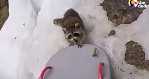 Guy-On-Paddle-Board-Rescues-Raccoon