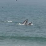 Kayak-and-Paddleboard-with-Humpback-Whales-near-the-beach