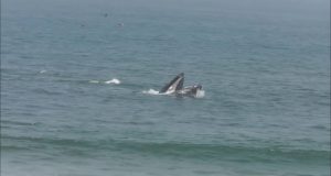 Kayak-and-Paddleboard-with-Humpback-Whales-near-the-beach