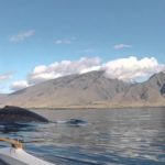 Maui-Whale-Watching-Kayak-Canoe-SUP-Tours