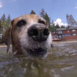 My-dog-tries-stand-up-paddle-boarding-SUP-in-Lake-Tahoe