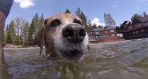 My-dog-tries-stand-up-paddle-boarding-SUP-in-Lake-Tahoe
