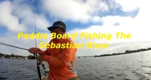 Paddle-Board-Fishing-The-Sebastian-River