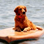 Paddle-Boarding-Dogs-