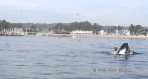 Paddle-boarder-almost-gets-swallowed-by-a-humpback-whale-Santa-Cruz-CA