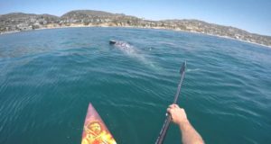 Paddle-boarding-with-4-Gray-Whales