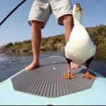 Paddle-boarding-with-a-DUCK-Quack