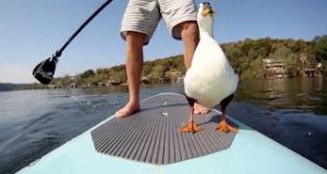 Paddle-boarding-with-a-DUCK-Quack
