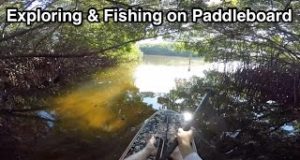 Paddleboard-Fishing-and-Exploring-at-Weedon-Island-Preserve