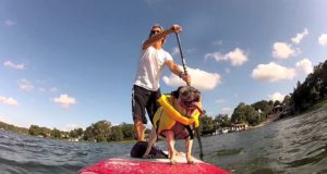 Pug-Paddleboarding