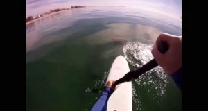 Stand-Up-Paddle-Boarding-w-Dolphins-Puerto-Penasco-Mexico