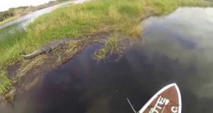 Stand-Up-Paddle-Boarding-with-Alligators