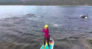 Stand-Up-Paddle-Boarding-with-Wild-Orcas-Sechelt-Inlet-BC