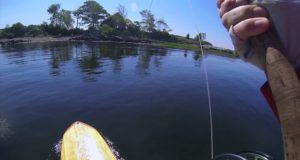 Striped-Bass-Fly-Fishing-From-a-Stand-Up-PaddleboardSUP-Tidal-Roots