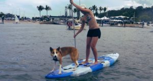 The-Pup-on-a-SUP-Board