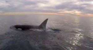 VIDEO-Orca-Whales-Nearly-Brush-Laguna-Beach-Paddle-Boarders-Incredible-Up-close-Encounter