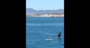 Whale-Greets-Paddle-Boarder-in-Spectacular-Fashion